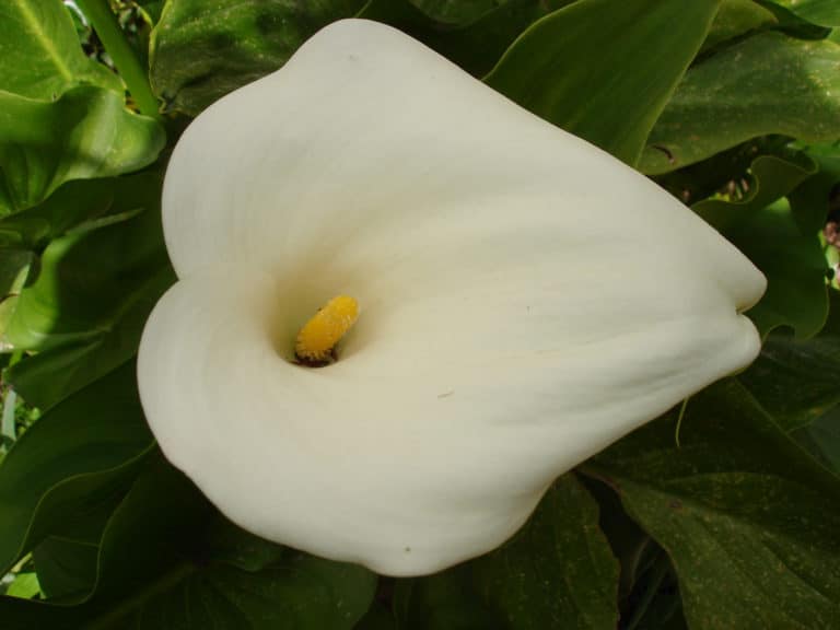 Calla (Calla)