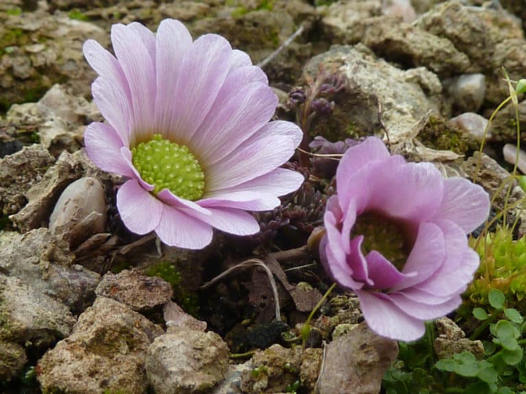 Callianthemum (Callianthemum)