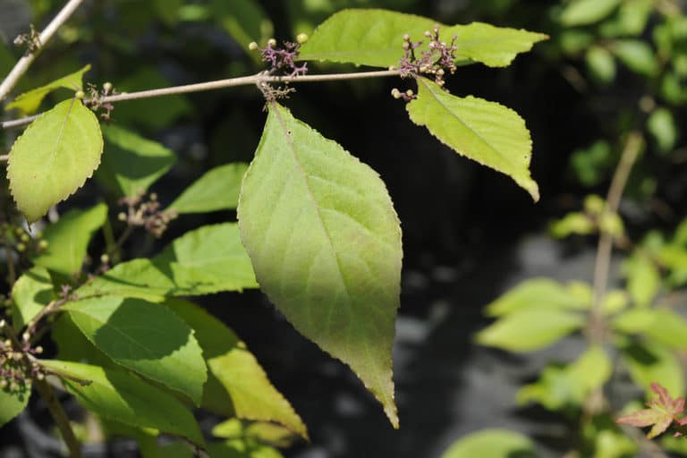 Callicarpe (Callicarpa)