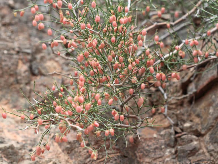 Calligonum (Calligonum)