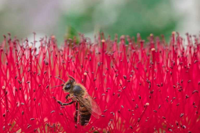 Rince-bouteille (Callistemon)