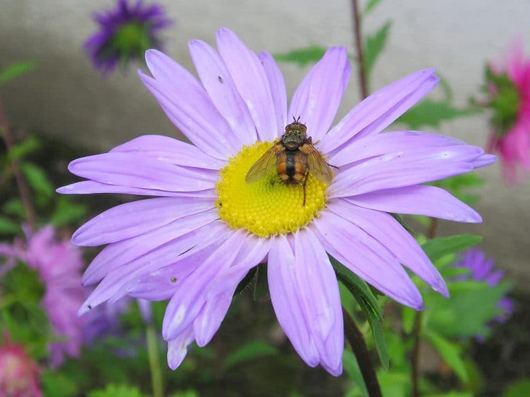 Callistephus (Callistephus)