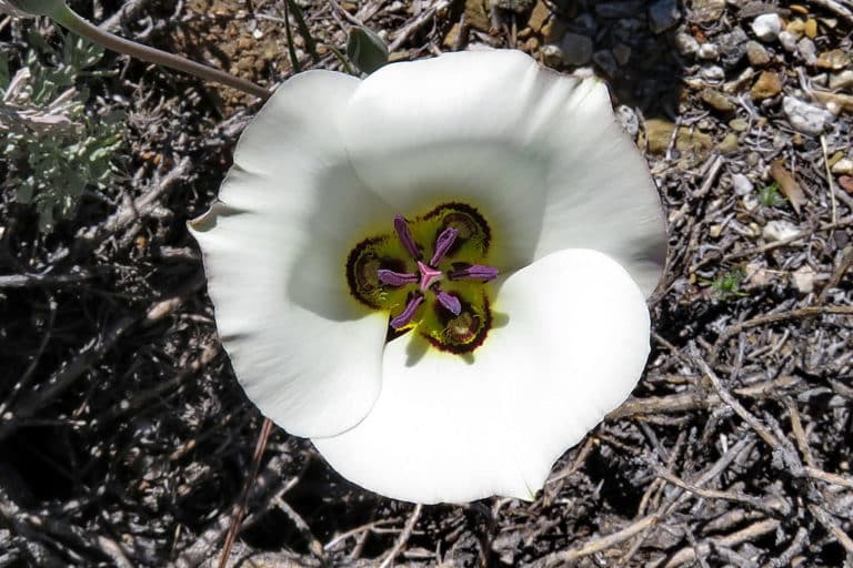 Calochortus (Calochortus)