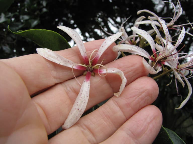 Calodendrum (Calodendrum)