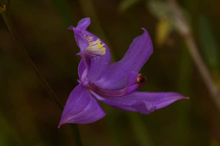 Calopogon (Calopogon)