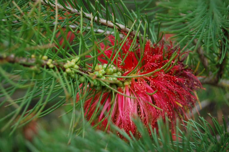 Calothamnus (Calothamnus)