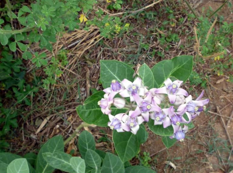 Calotropis (Calotropis)