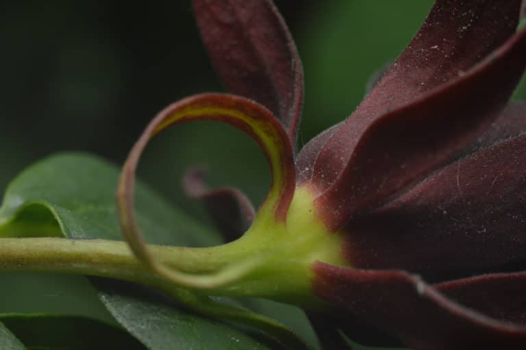 Arbre aux anémones (Calycanthus)