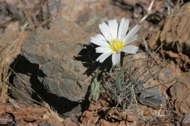 Calycoseris (Calycoseris)