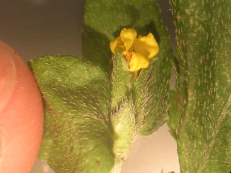Calyptocarpus (Calyptocarpus)