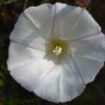 Calystegia