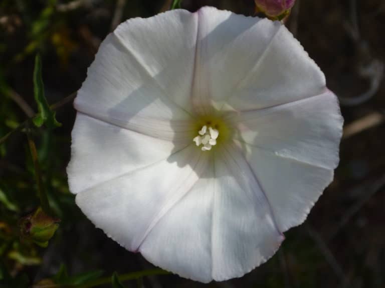 Calystegia (Calystegia)