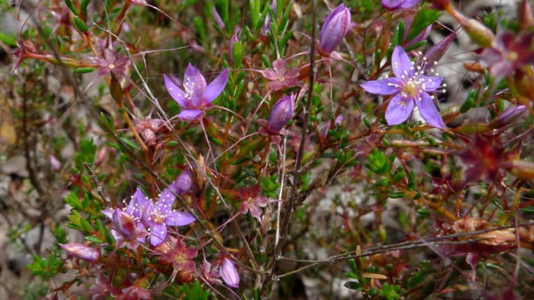 Calytrix (Calytrix)