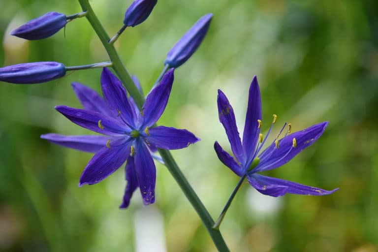 Camassia (Camassia)