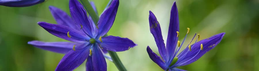 Camassia