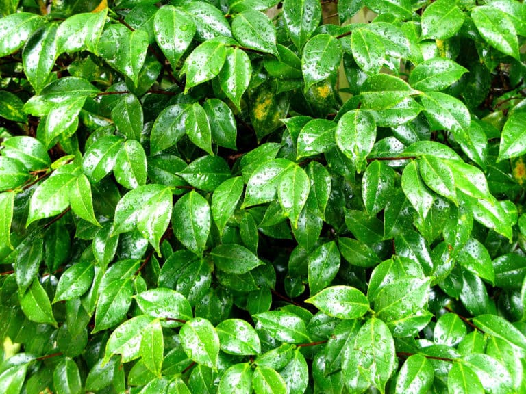 Camélia (Camellia)