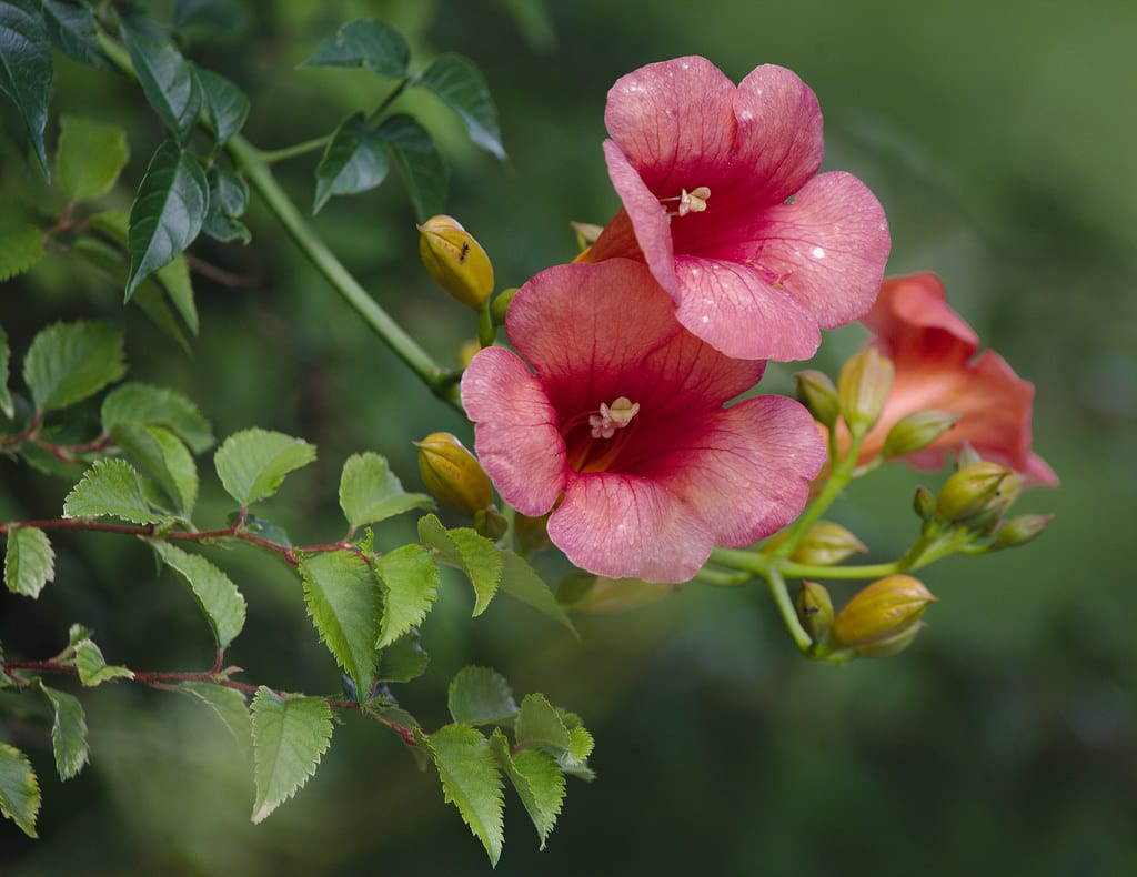 Bignone (Campsis)