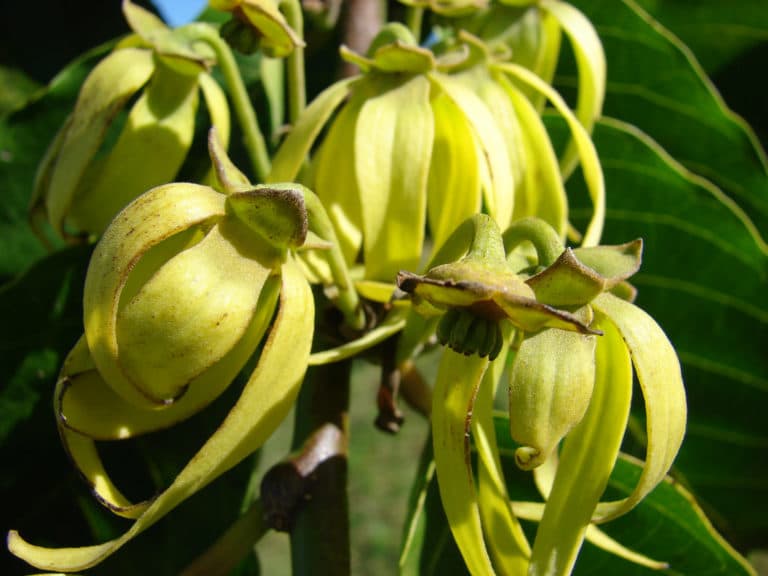 Cananga (Cananga)
