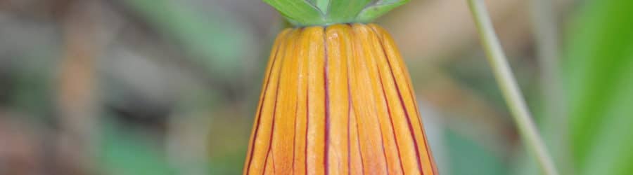 Canarina