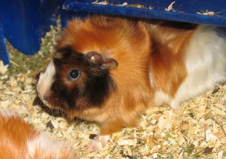 Canella (Canella)