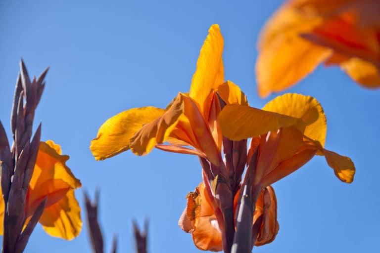Balisier (Canna)