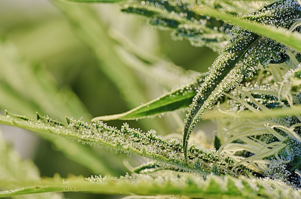 Chanvre (Cannabis)