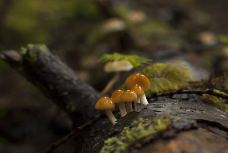 Capnoides (Capnoides)