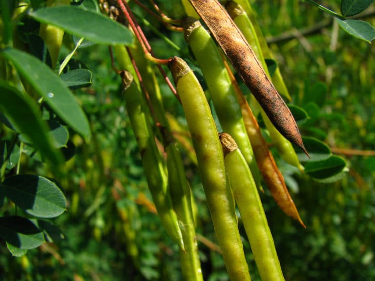 Caraganiers (Caragana)