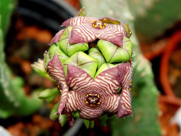 Caralluma (Caralluma)