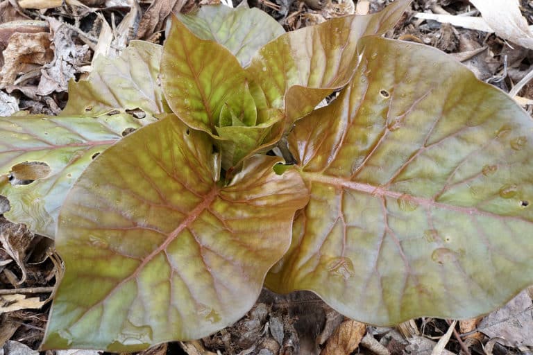 Cardiocrinum (Cardiocrinum)