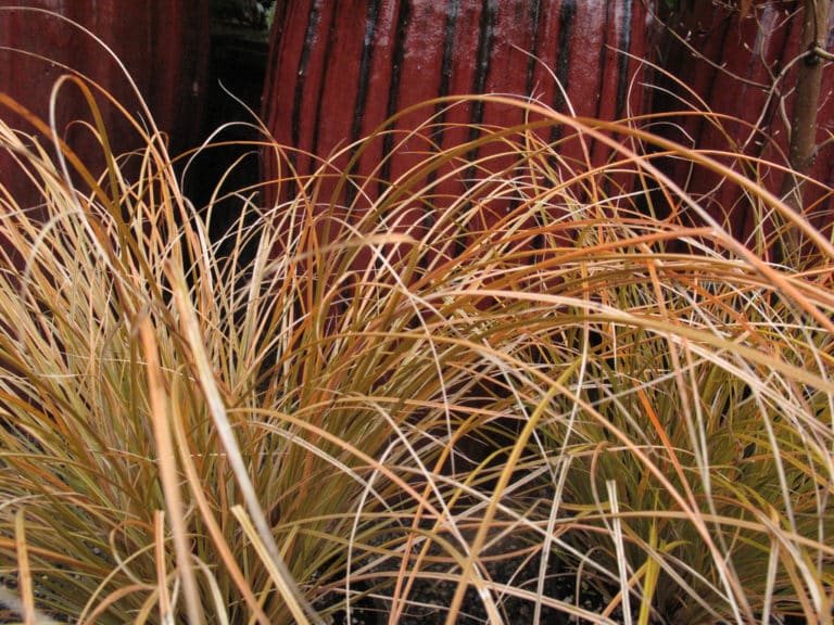 Carex (Carex)