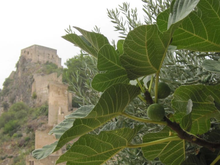 Carica (Carica)