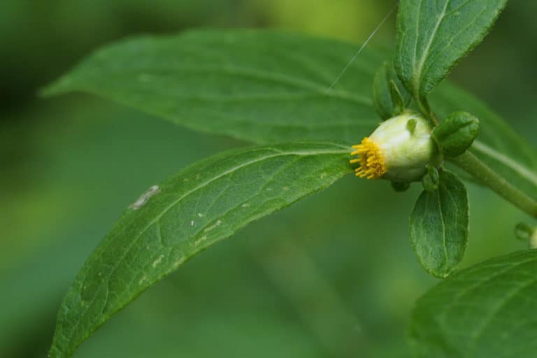 Carpesium (Carpesium)
