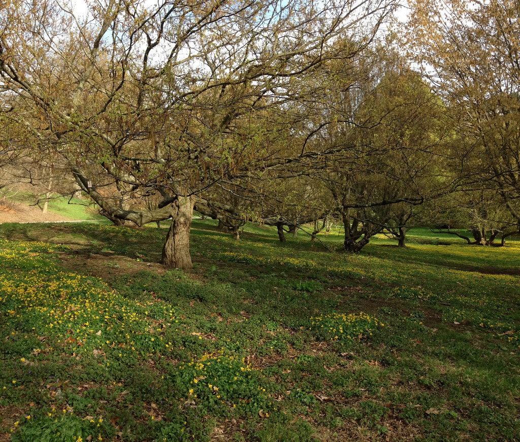 Charme (Carpinus)