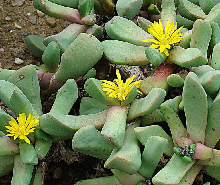 Carruanthus (Carruanthus)