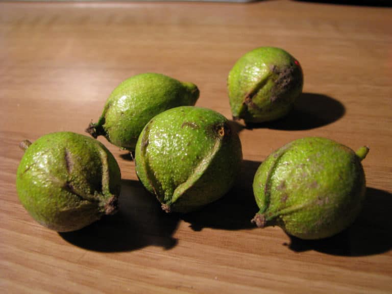 Caryer (Carya)