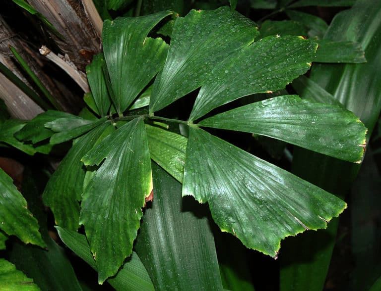Caryota (Caryota)