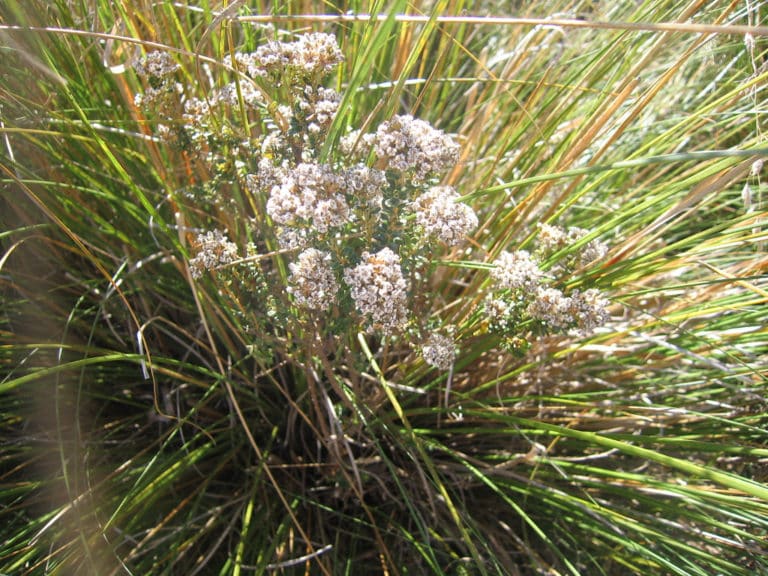 Cassinia (Cassinia)