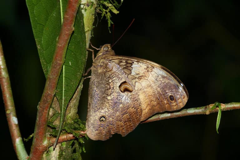 Cassiope (Cassiope)