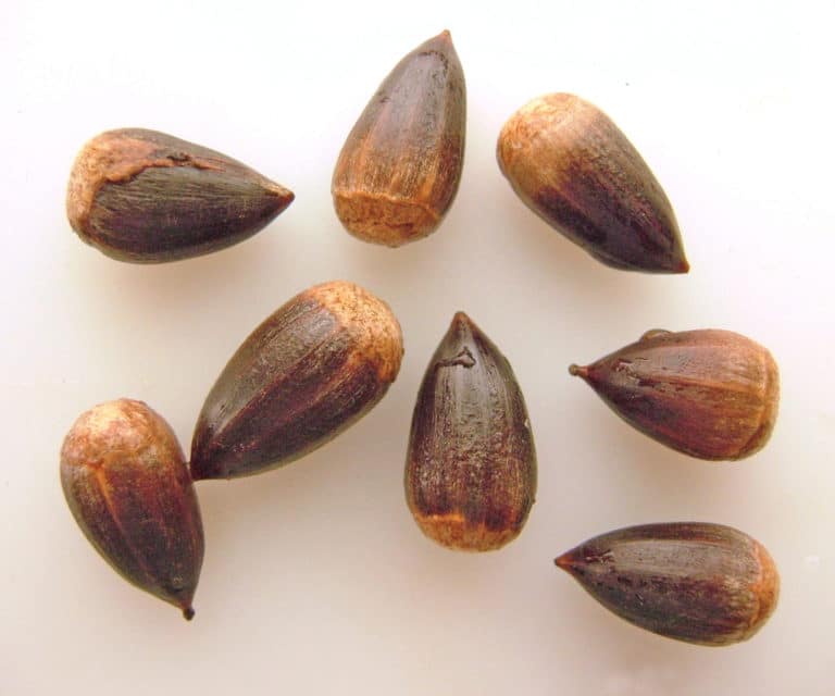 Castanopsis (Castanopsis)