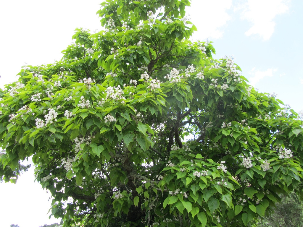 Catalpa (Catalpa)