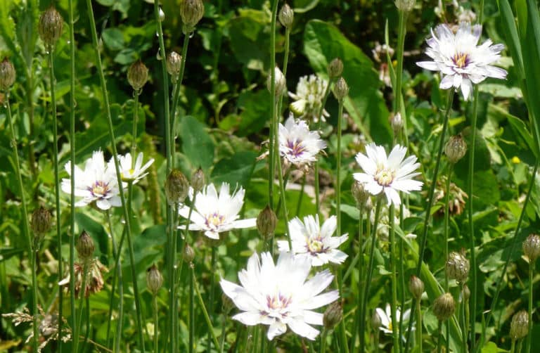 Catananche (Catananche)