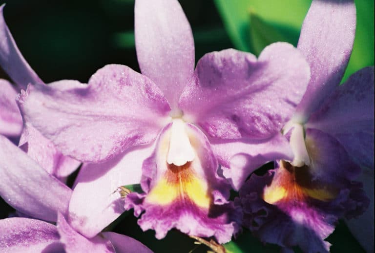 Cattleya (Cattleya)