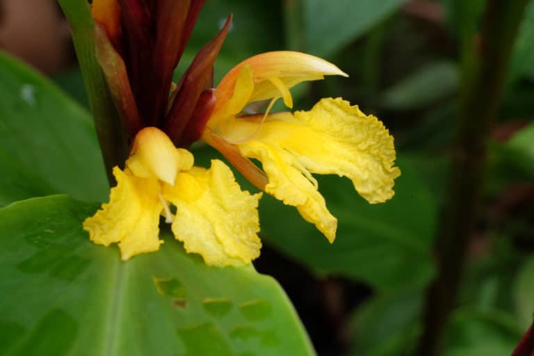 Cautleya (Cautleya)