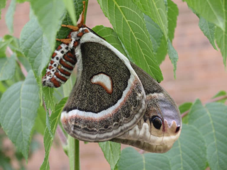 Cecropia (Cecropia)