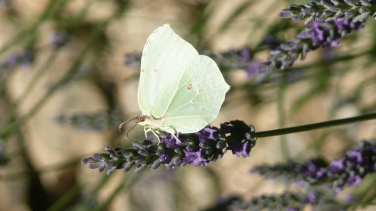 Cedronella (Cedronella)