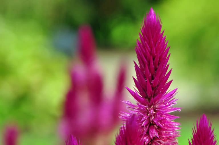 Célosie (Celosia)