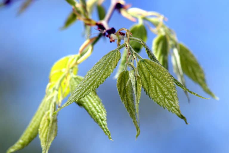 Micocoulier (Celtis)