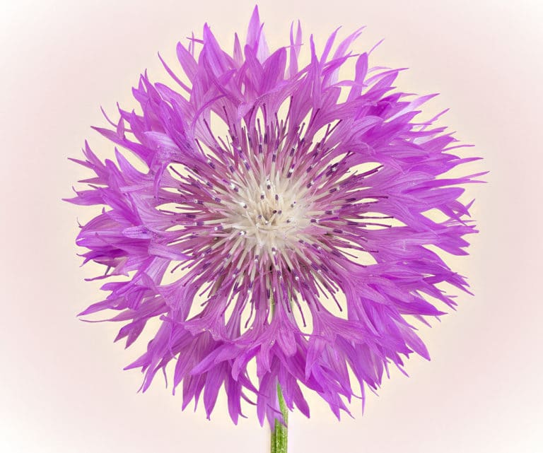 Centaurée (Centaurea)