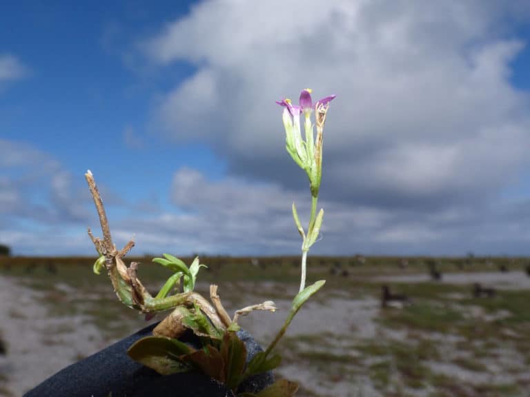 Centaurium (Centaurium)
